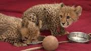 Well tamed baby tiger cubs and cheetahs for sale