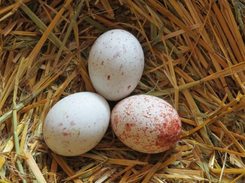 Parrot eggs,ostrich eggs and eagle eggs for sale
