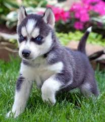 Blue eyes siberian husky puppies for sale 