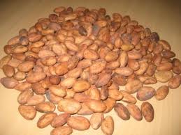 Mature Dried Flaour High Quality Cocoa Bean for Sale