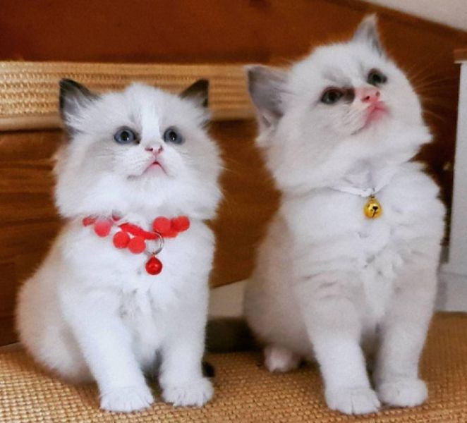 Tica registered Ragdoll kittens for sale
