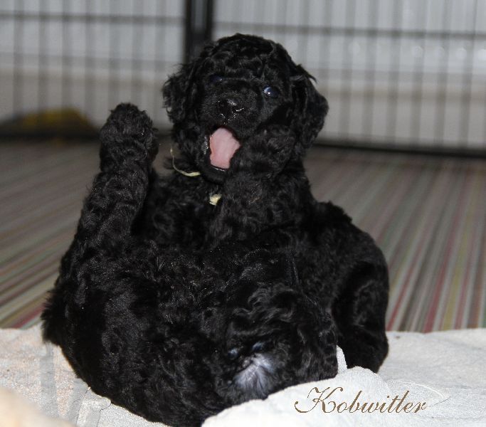 Standard Poodle Luxury Puppies with Pedigree 