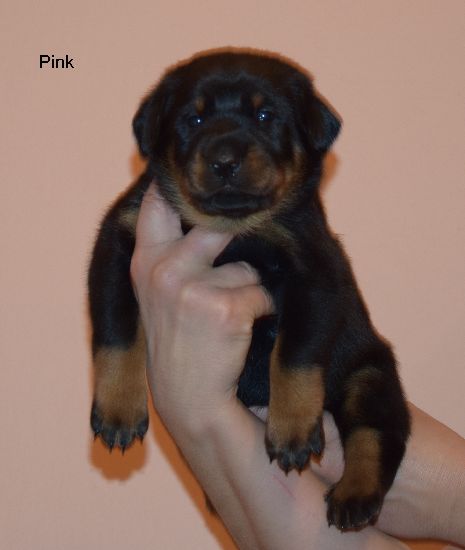 Beauceron puppies with pedigree