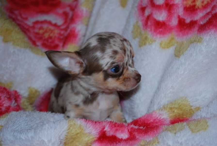 Luxury MINI! Toy Chihuahua Puppies rare color Leopard