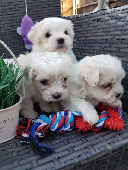 Two Teacup Maltese Puppies Needs a New Family