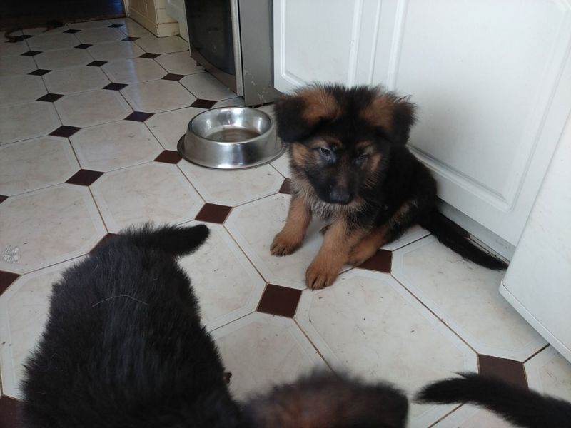 German Shepherd Puppies Bobtail And Tailed For Sale