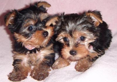 tea cup yorkie puppies for free adoption