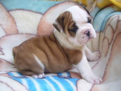 Extra Charming Male And Female English Bulldog Puppies For adoption,