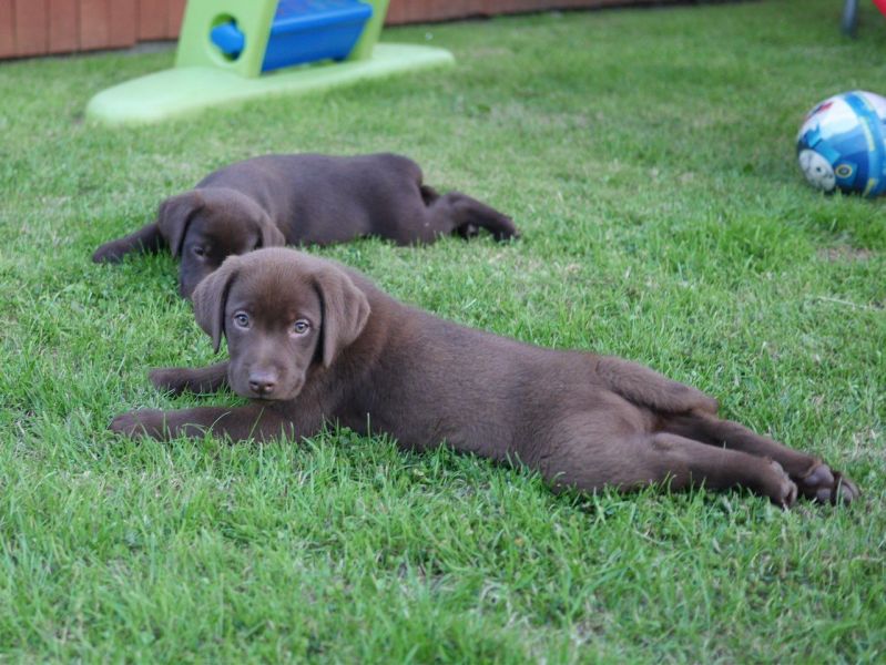 Ready Now Lab Puppies  