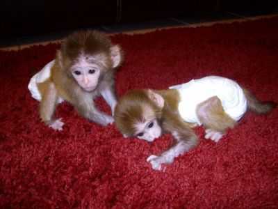 Males and females monkeys ready now