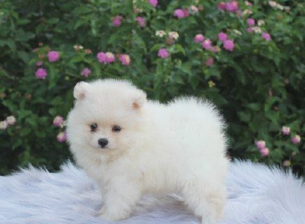  Pure White Pomeranian Puppies.