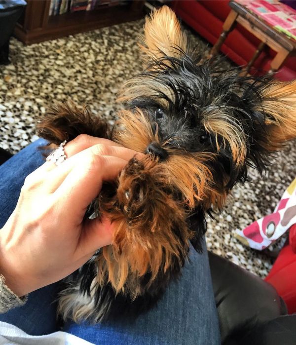 Yorkie poppies available male and female