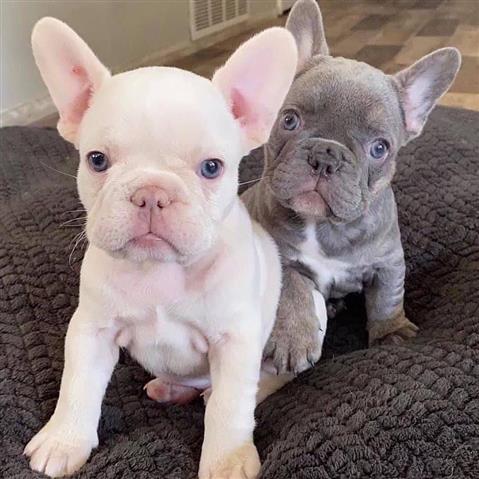 French Bulldog Puppies Available 