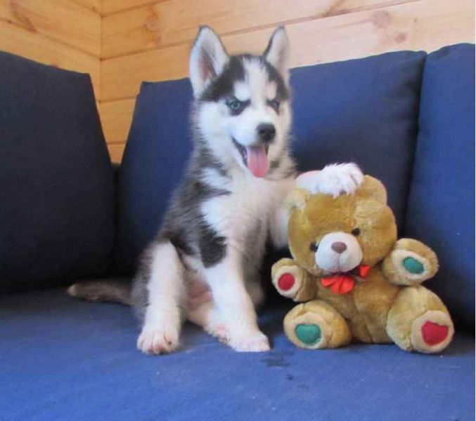 Beautiful Siberian Husky puppies