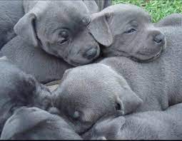 Blue AKc Staffordshire Bull Terrier Puppies
