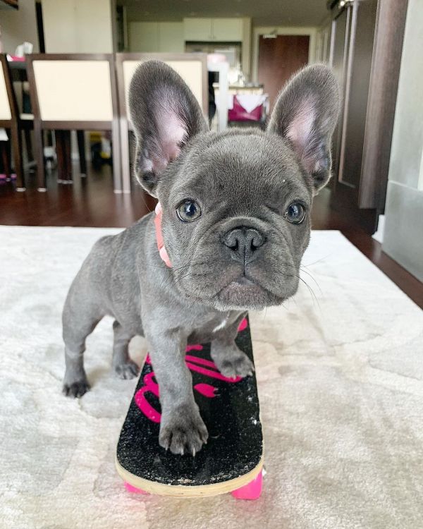 French bulldog puppy available 