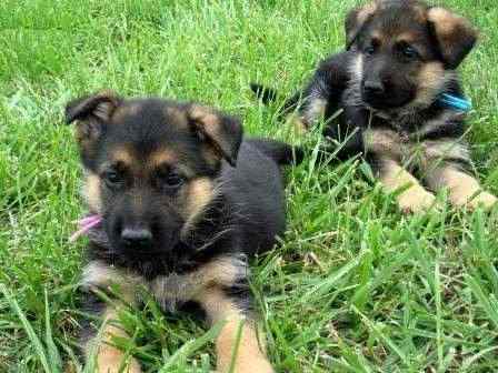Cute male and Female German shepherd dog puppies available  