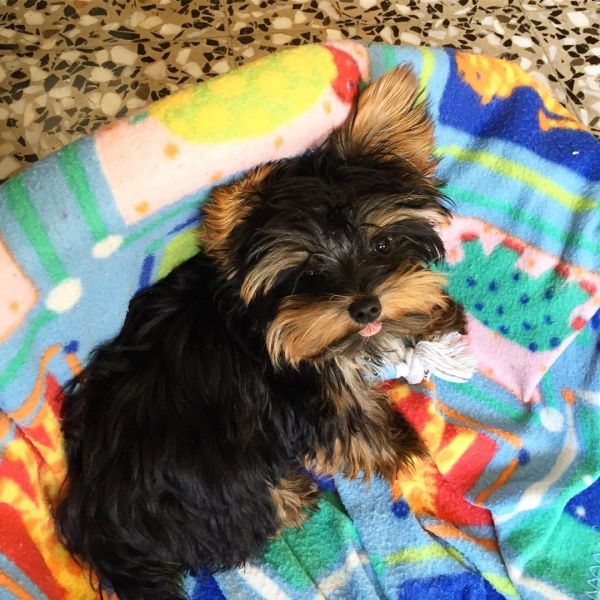 Yorkie poppies available male and female