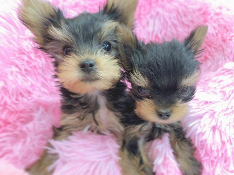 Cute Yorkshire Terrier puppies