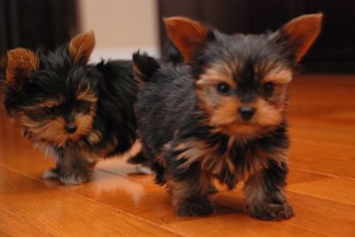 adopt puppies