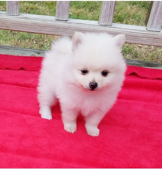 Boy & Girl Kc Pomeranians ..whatsapp me at: +447418348600