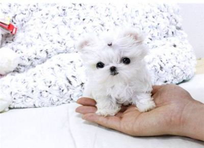 Supper Tiny Teacup Maltese Puppies For Sale