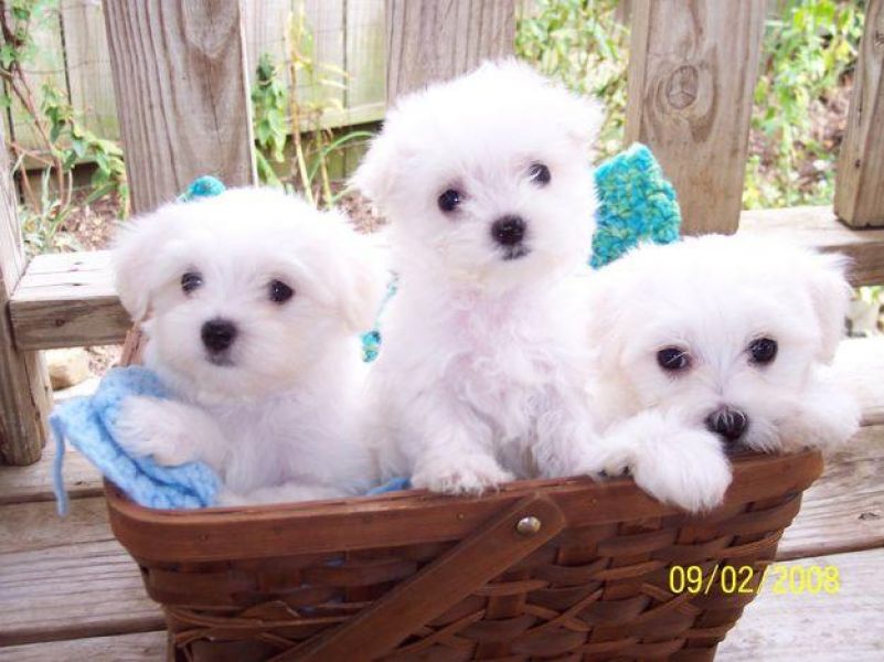 Xmas Male and Female Teacup Maltese puppies for Rehoming.