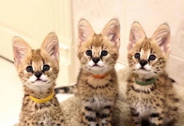 Lovely Serval Kittens for sale