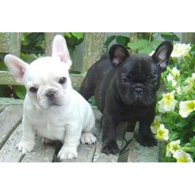 Lovely Male and Female French bulldog puppies for new homes
