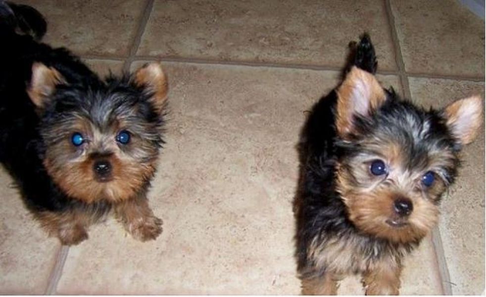  Socialized Yorkie Puppies For Adoption.
