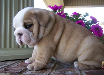 I have these two lovely and admirable English bulldog puppies for sale