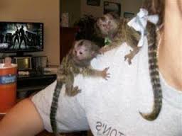 Pygmy marmoset Capuchin monkeys  they are vaccinated, obedient,