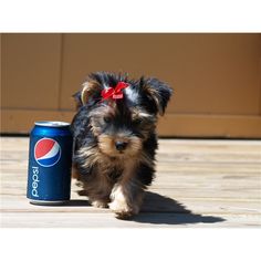 Xmass Teacup Yorkshire Terriers for sale