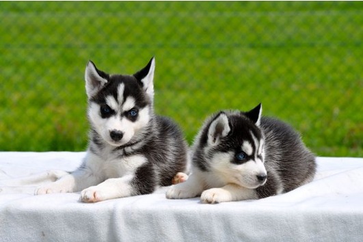 Siberian Husky puppies for free home.