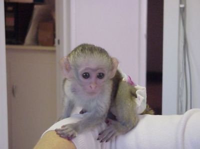 X-mas baby capuchin monkeys for adoption