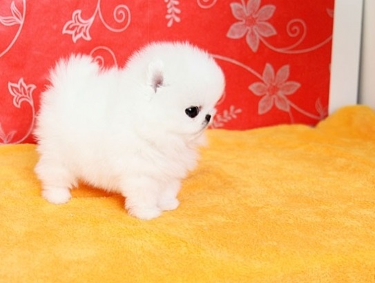 White Tiny Teacup Pomeranian 12 weeks old, 