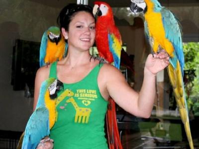 We are in possession of two blue and Gold macaw parrots for sale