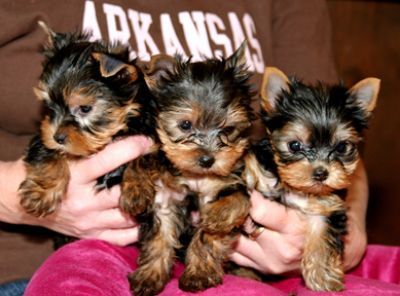 Healthy and adorable Yorkie puppies available. 