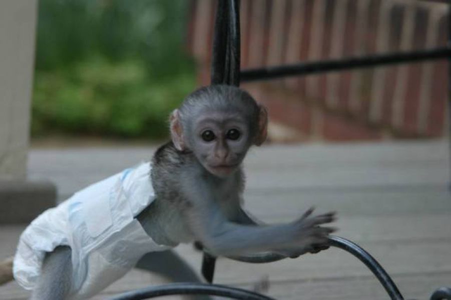 Beautiful Baby Capuchin Monkeys For Adoption