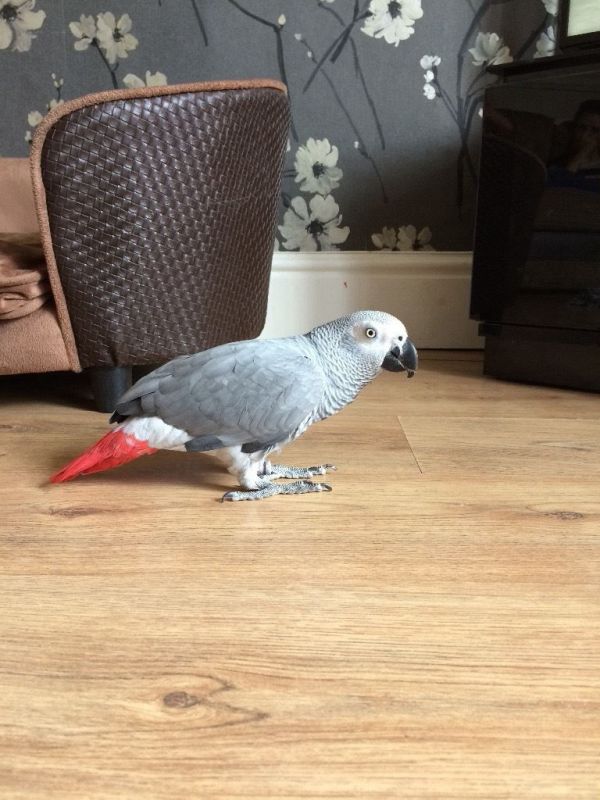 African grey parrot in need of a new home
