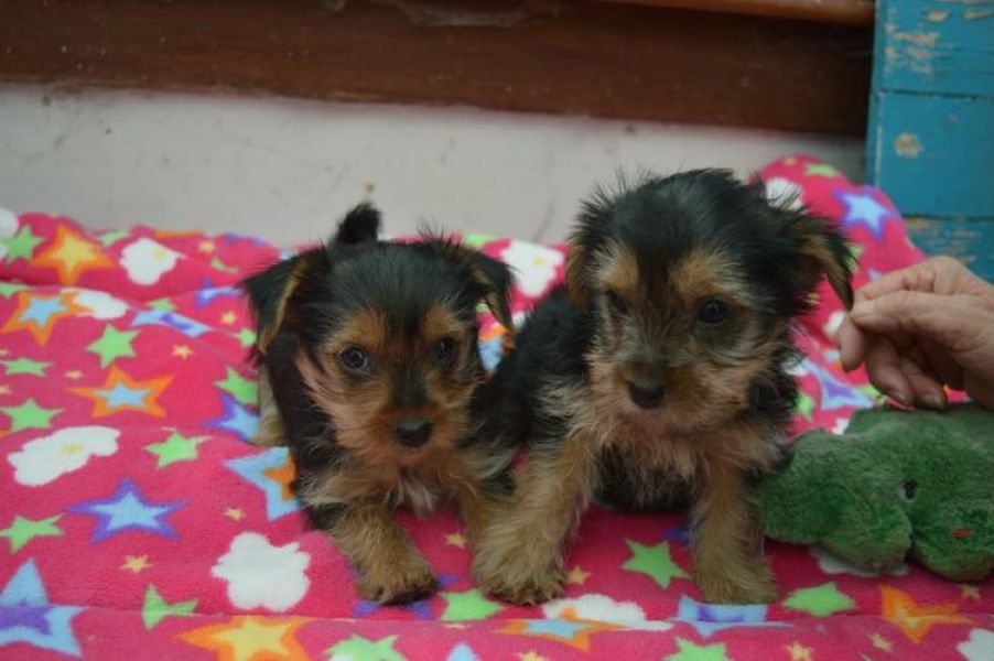 CHARMING AKC YORKIE PUPPIES FOR SALE.......678-881-4735