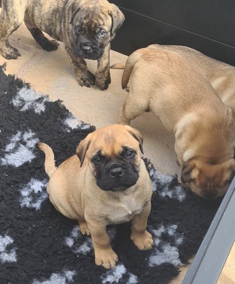 Stunning Kc Bullmastiff Pups for new homes 