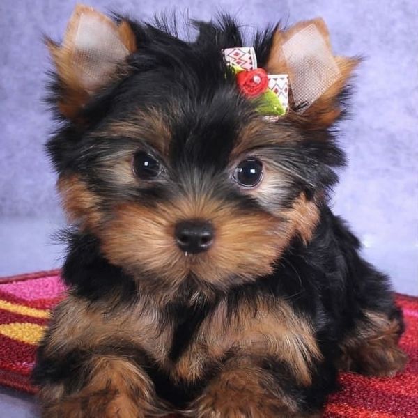 Lovely Yorkie Puppies Available @$