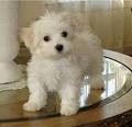 GORGEOUS MALTESE PUPPIES FOR ADOPTION