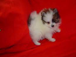 Super cute baby pomeranian puppies for adoption