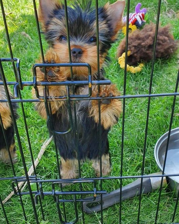 Beautiful Yorkshire puppies ready for new home