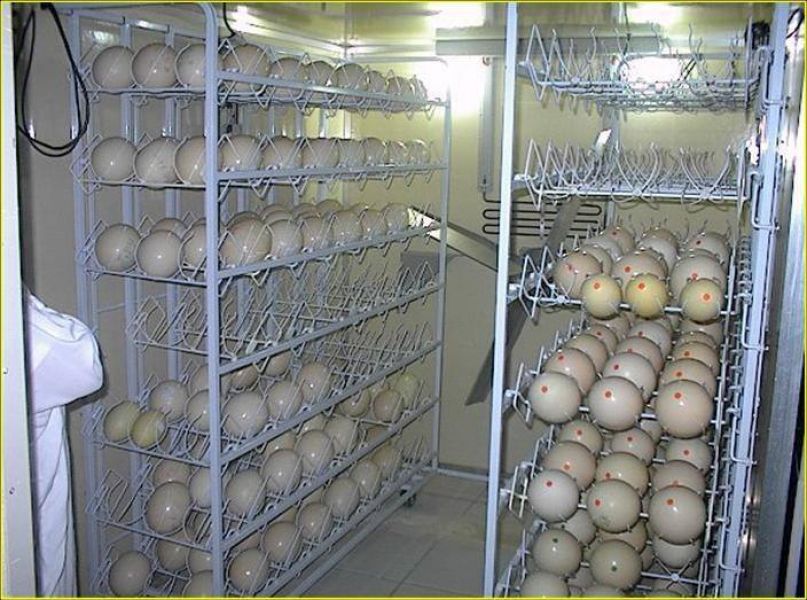 Parrot eggs,ostrich eggs and eagle eggs for sale