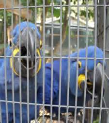 Hyacinth macaw parrots for sale 