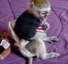 Gorgeous Female Capuchin Monkey