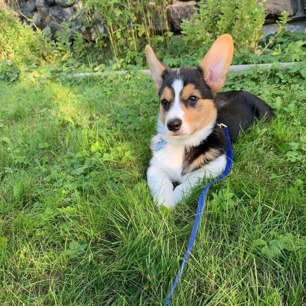 Healthy Corgi for adoption. 